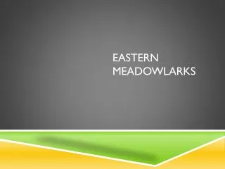 Eastern Meadowlarks