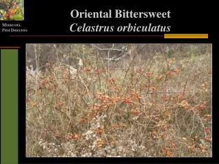 Oriental Bittersweet Celastrus orbiculatus