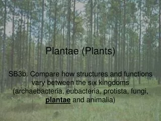 Plantae (Plants)