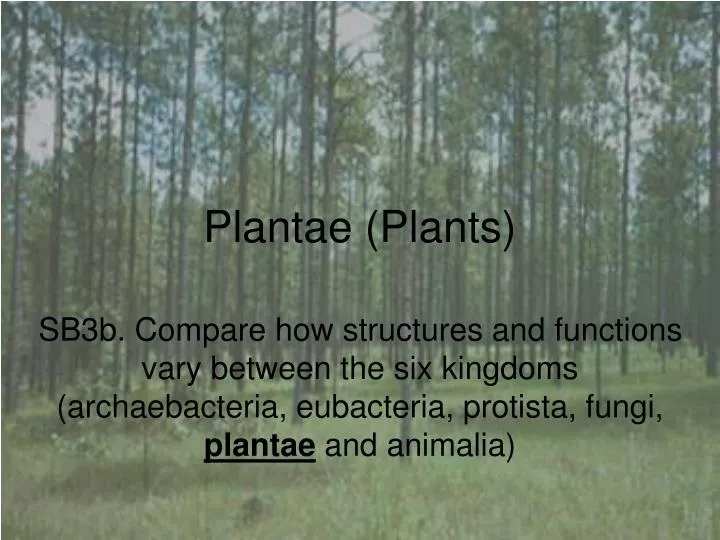 plantae plants