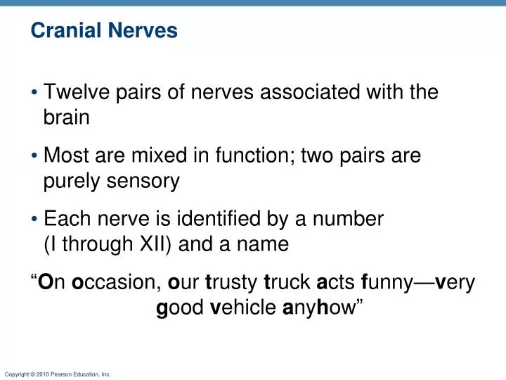 cranial nerves