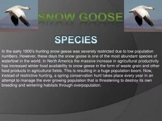 SNOW GOOSE