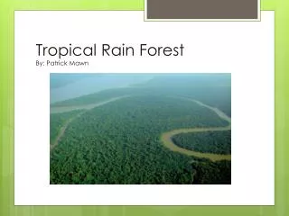 Tropical Rain Forest By: Patrick Mawn