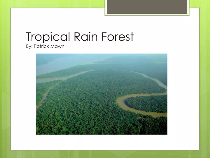 tropical rain forest by patrick mawn