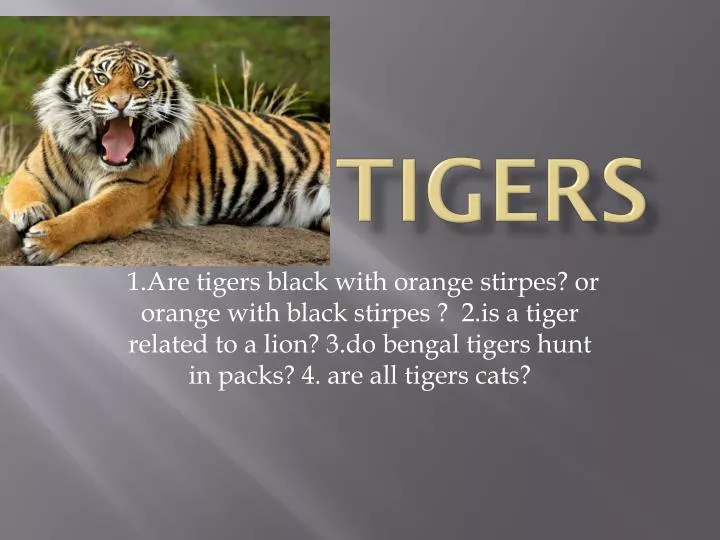 tigers