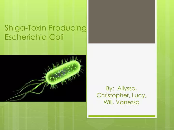 shiga toxin producing escherichia coli
