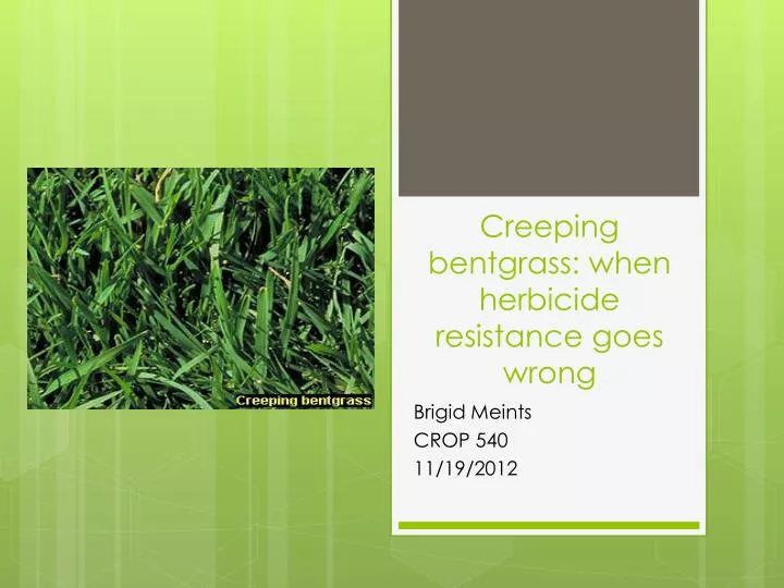 creeping b entgrass when herbicide resistance goes wrong