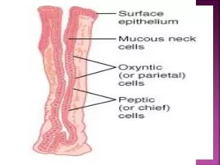 Gastric M ucosal Barrier