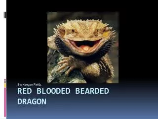 Red blooded bearded dragon