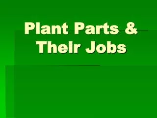 Plant Parts &amp; Their Jobs