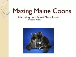 M azing Maine C oons