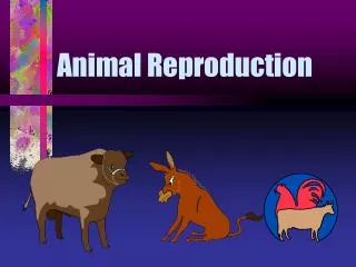 Animal Reproduction