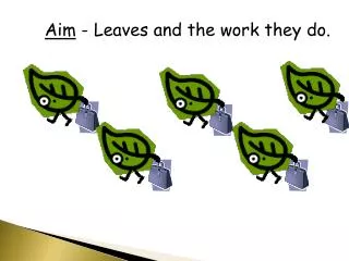Aim - Leaves and the work they do.