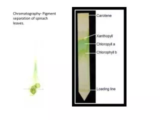 Chromatography- Pigment separation of spinach leaves.