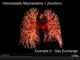 Homeostatic Mechanisms 1 (function)