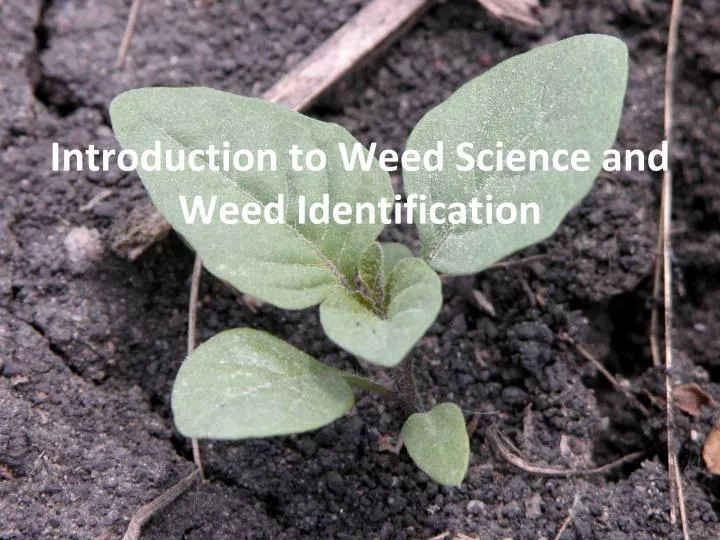 introduction to weed s cience and w eed identification