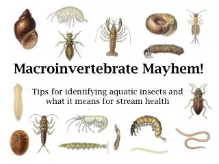 Macroinvertebrate Mayhem!