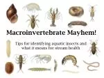 Macroinvertebrate Mayhem! - slide 1