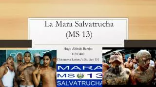 La Mara Salvatrucha (MS 13)
