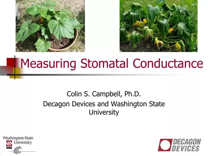 measuring stomatal conductance