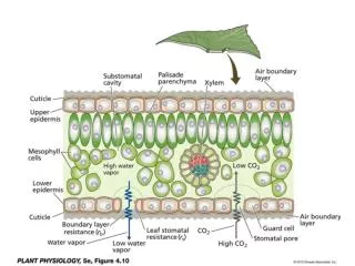 Figure 4.12 Electron micrographs of stomata; (B) Stomatal complexes of Carex