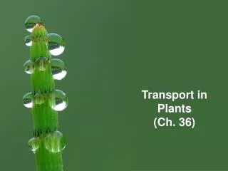 Transport in Plants (Ch. 36)