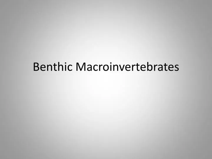 benthic macroinvertebrates