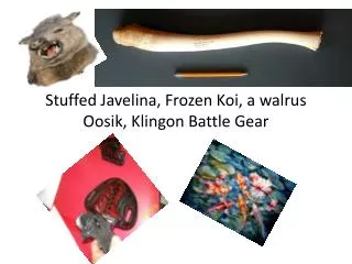 Stuffed Javelina , Frozen Koi, a walrus Oosik , Klingon Battle Gear