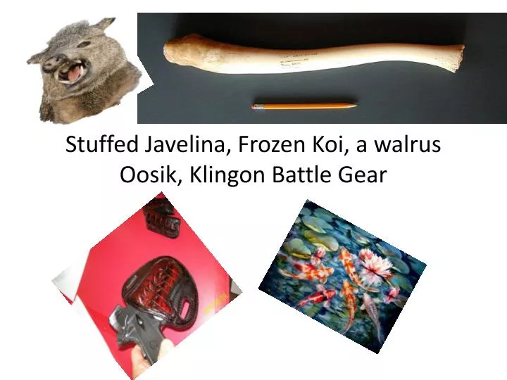 stuffed javelina frozen koi a walrus oosik klingon battle gear