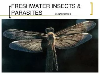 FRESHWATER INSECTS &amp; PARASITES BY: GARY BATES