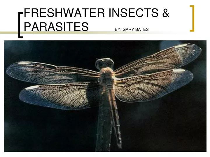 freshwater insects parasites by gary bates