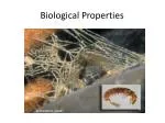 Biological Properties - slide 1