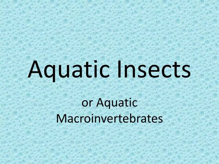 aquatic insects