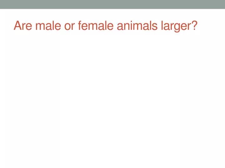 are male or female animals larger