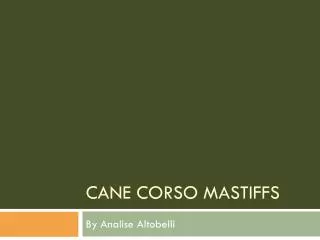 Cane Corso Mastiffs