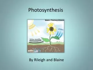 Photosynthesis