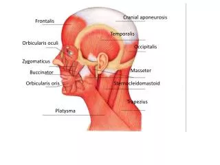 Platysma