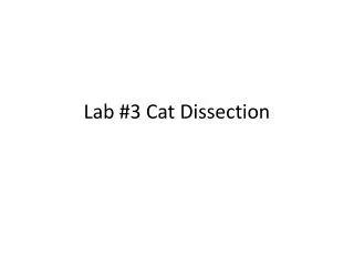 Lab #3 Cat Dissection