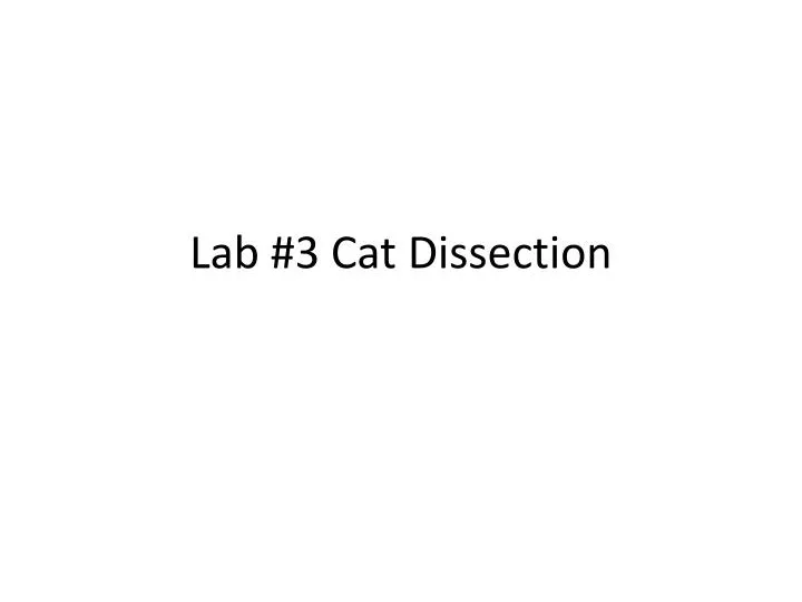 lab 3 cat dissection