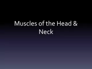 muscles of the head neck