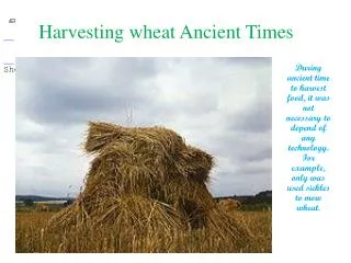 Harvesting wheat Ancient Times