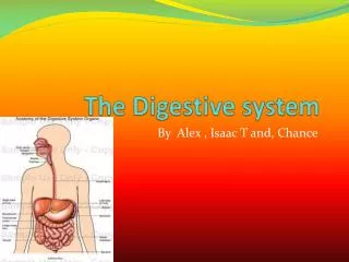 The Digestive system