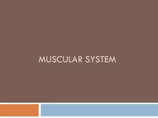 Muscular System