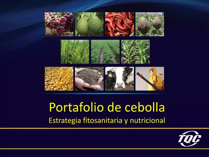 portafolio de cebolla estrategia fitosanitaria y nutricional