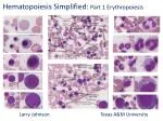 Hematopoiesis Simplified: Part 1 Erythropoiesis - slide 1