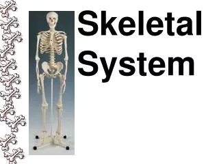 Skeletal System