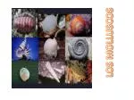 LOS MOLLUSCOS - slide 1