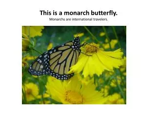 This is a monarch butterfly. Monarchs are international travelers.