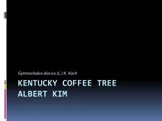 Kentucky Coffee Tree Albert Kim