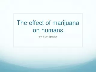 the effect of marijuana on humans